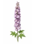 Delphinium elatum `Magic Fountains Cherry Blossom White Bee`